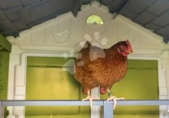Hühnerstall Für 5 Hühner Cluck Cluck Cottage Green Smoby 4 Türen Mit Treppe Und Einem Futtertrog Und Einem Nest Mit Einem Künstlichen Ei 128 Cm Höhe SM890101 -Spielzeug Theater Verkäufe 890101 p smoby kurin